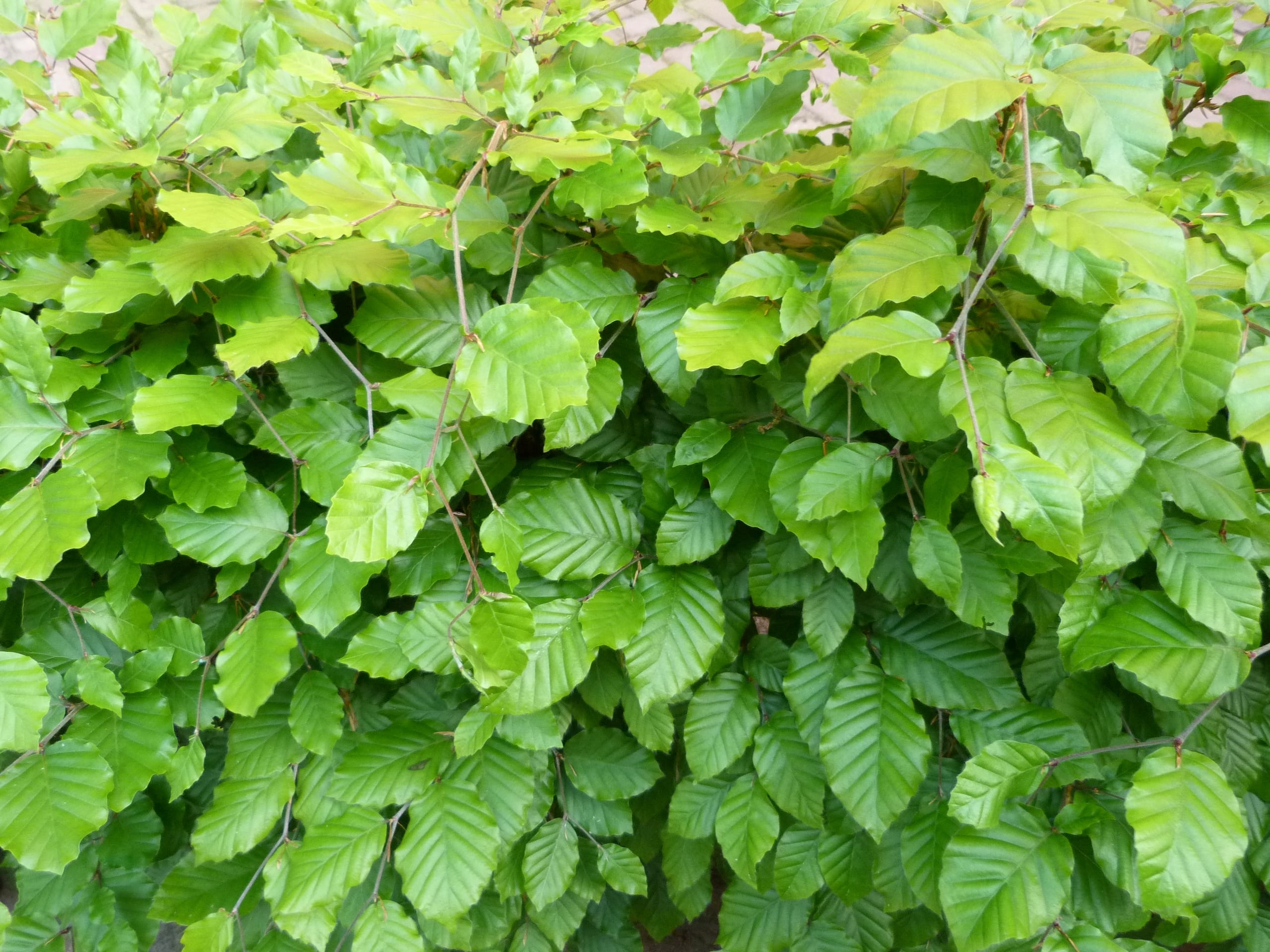 Fagus sylvatica